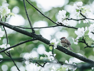 实操教程“手机麻将助赢神器”开挂(透视)辅助教程